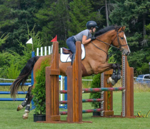 Flying Changes horse for sale Oscar